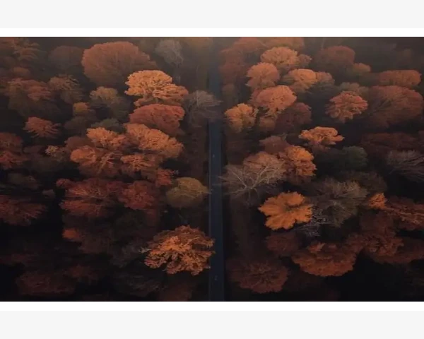 中医科普：胃疼拉肚子，该怎么办？